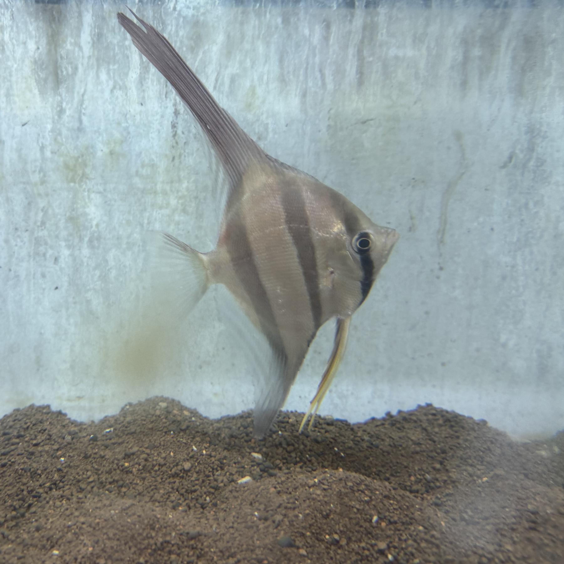 ワイルドネグロアルタムエンゼル（リオイサナ）（Ｌ）