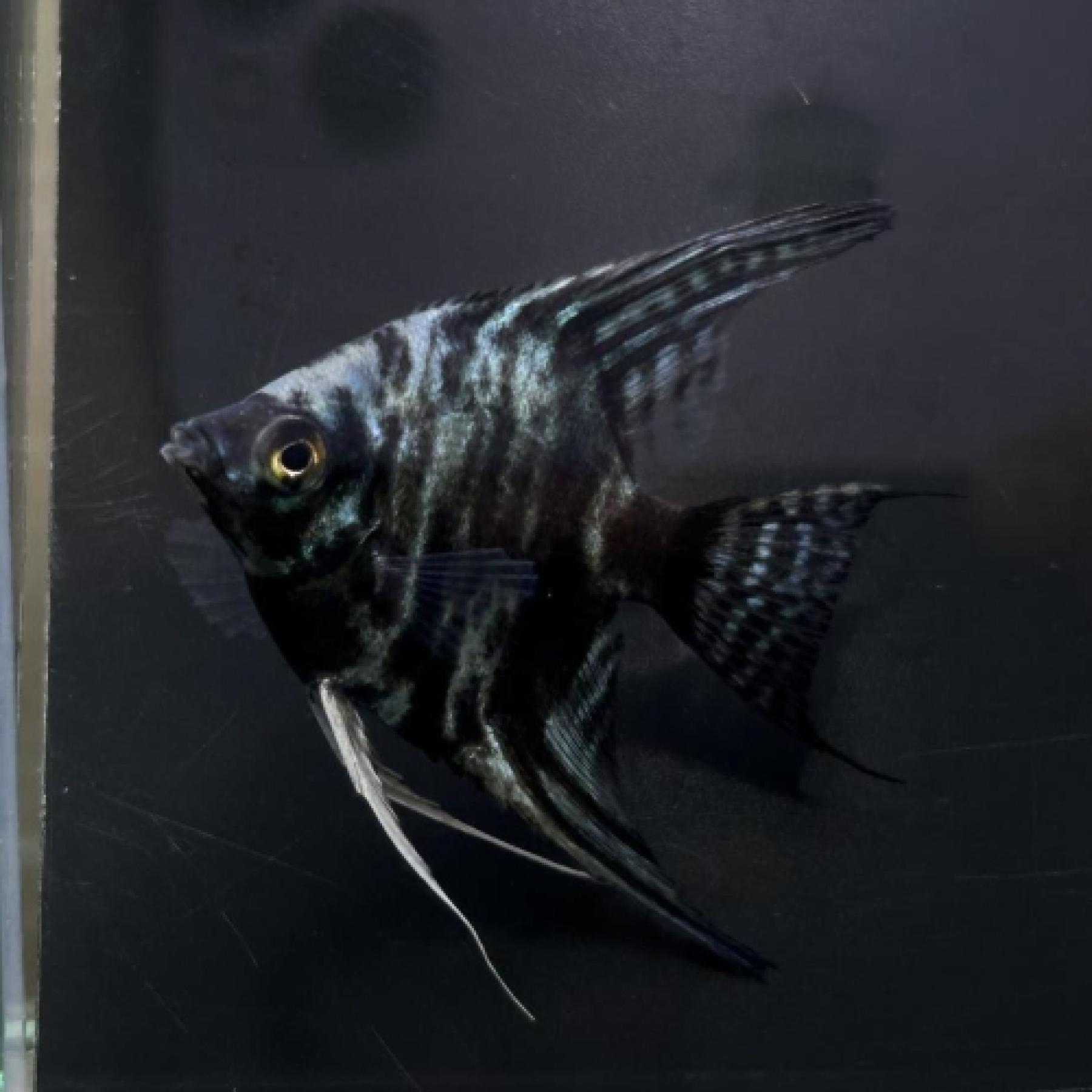 ブルーマーブルエンゼル（Ｍ）