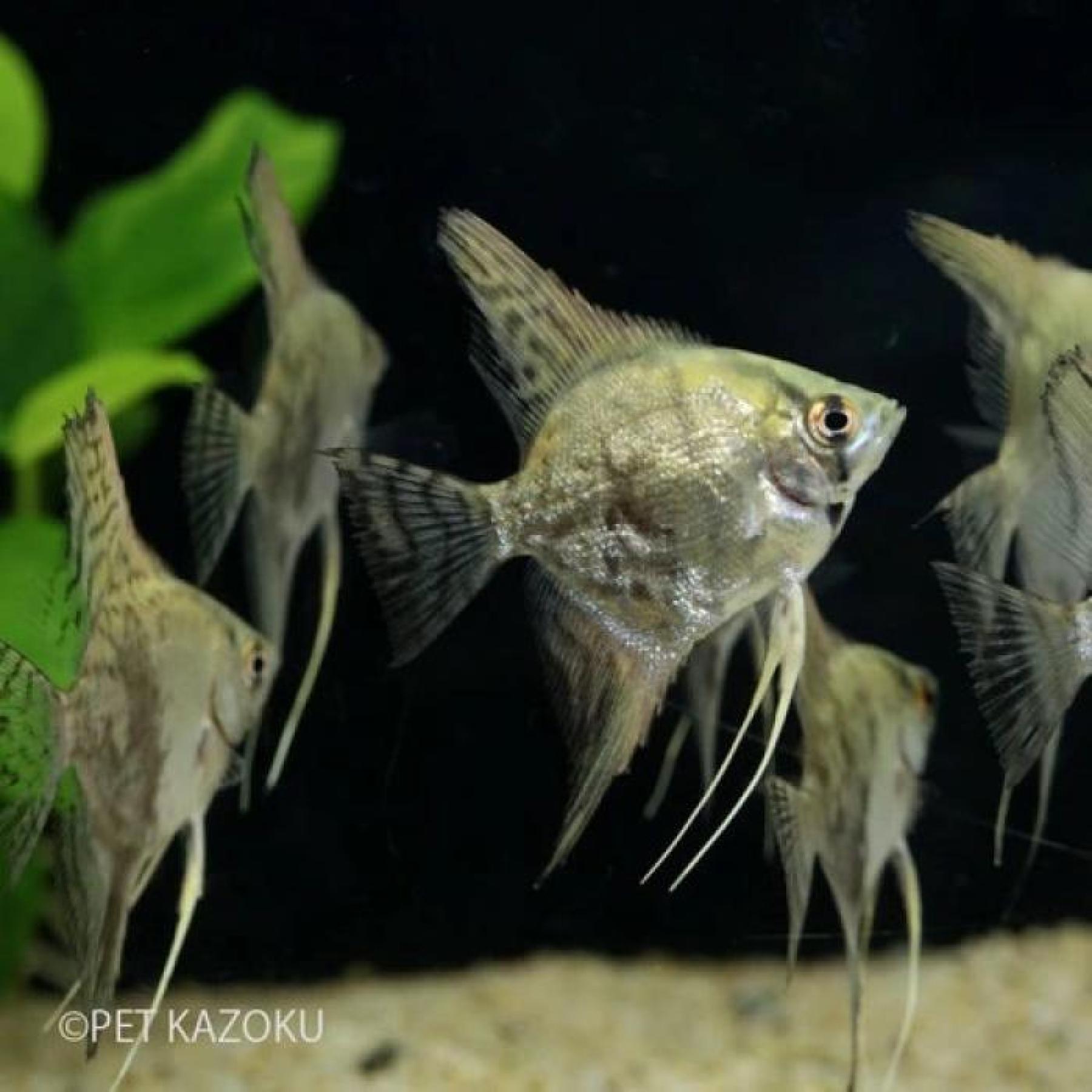 ブルースモーキーエンゼル（ＳＭ）