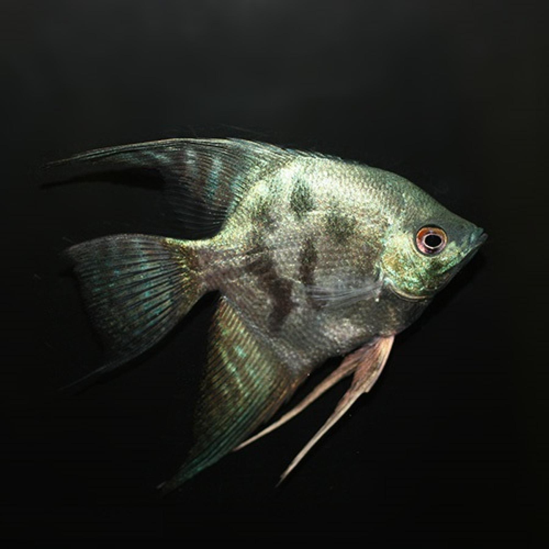 アバターブルーエンゼル（台湾ブリード）（M）