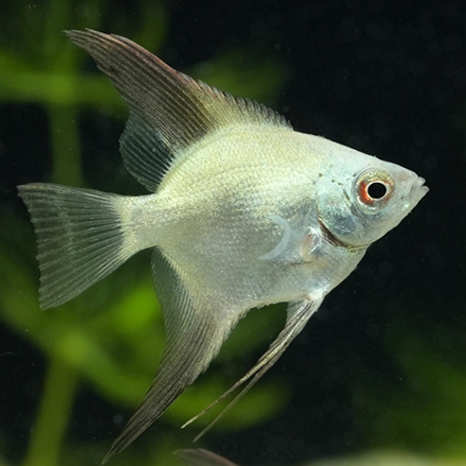 ブルガリアンシールポイントエンゼル（M)