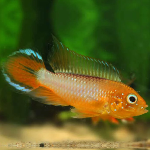 Ap，アガシジ・ファイヤーレッド（EUブリード）（ﾄﾘｵ）（ｵｽ1ﾒｽ2）