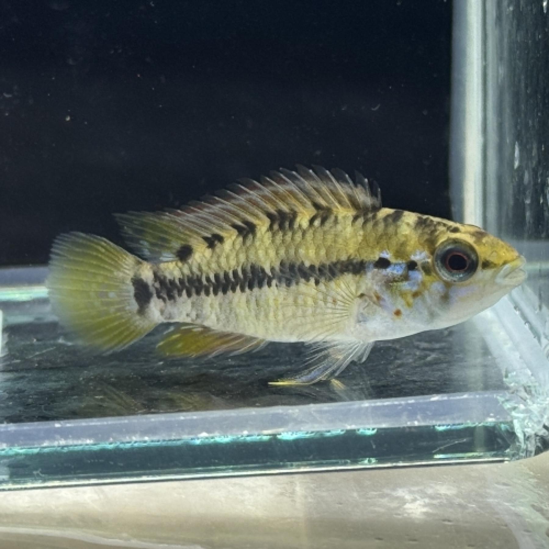 Ａｐ，アラクリナ（ＥＵブリード）（ペア）