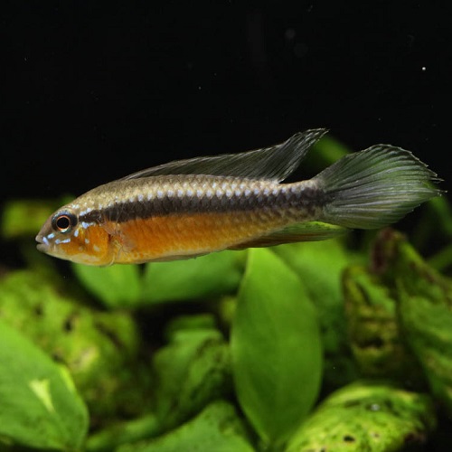 Ａｐエリザベサエ・レッド（ＥＵブリード）（ペア）