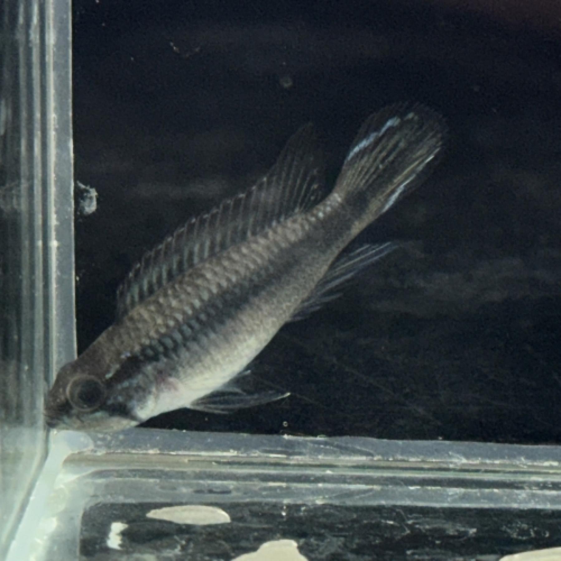 Ａｐ，アガシジ・ダブルレッド（ブリード）（ペア）