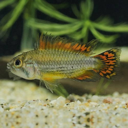 Ａｐカカトオイデス　ダブルレッド（ＥＵブリード）（ペア）