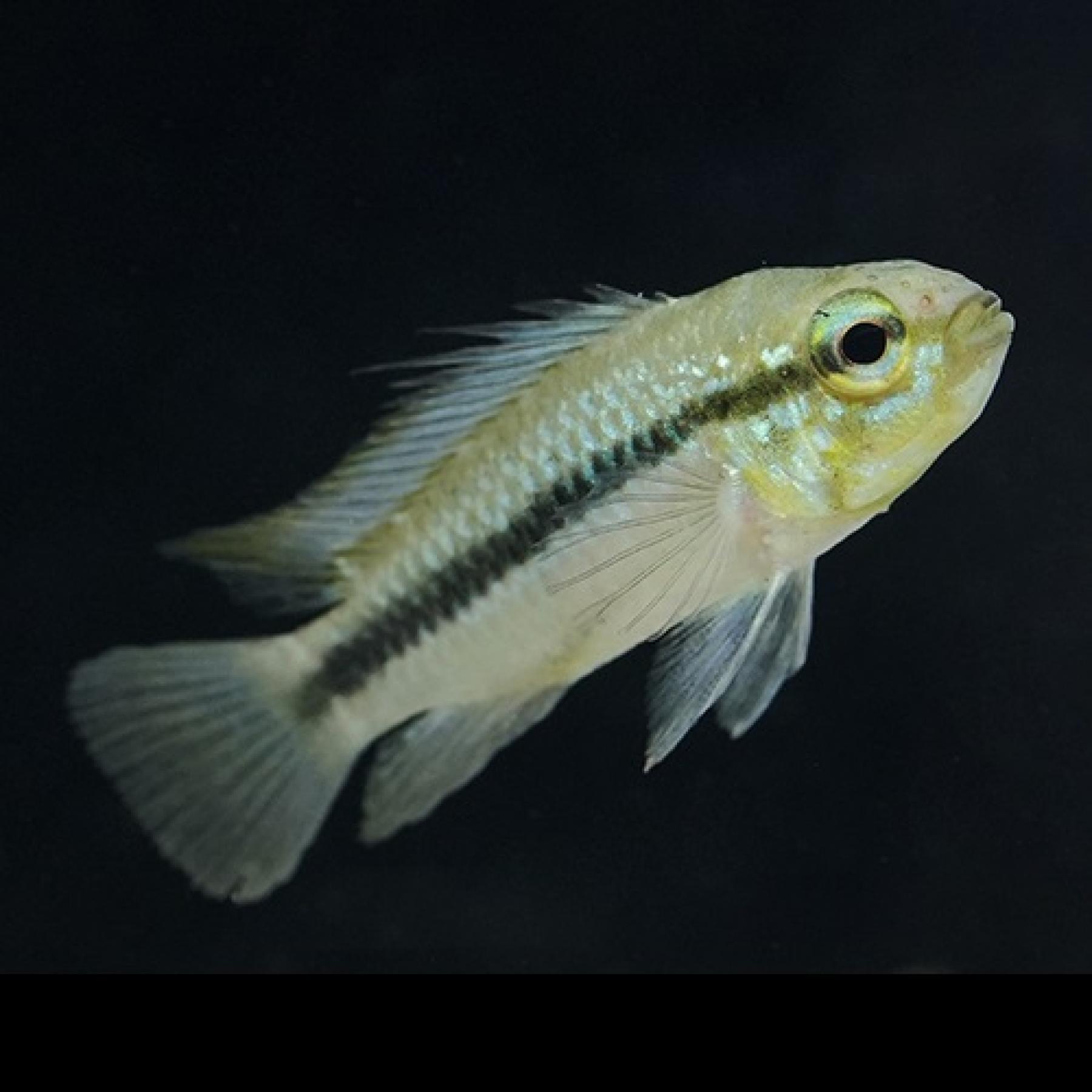 Ａｐ，トリファスキアータ（ブリード）（ペア）