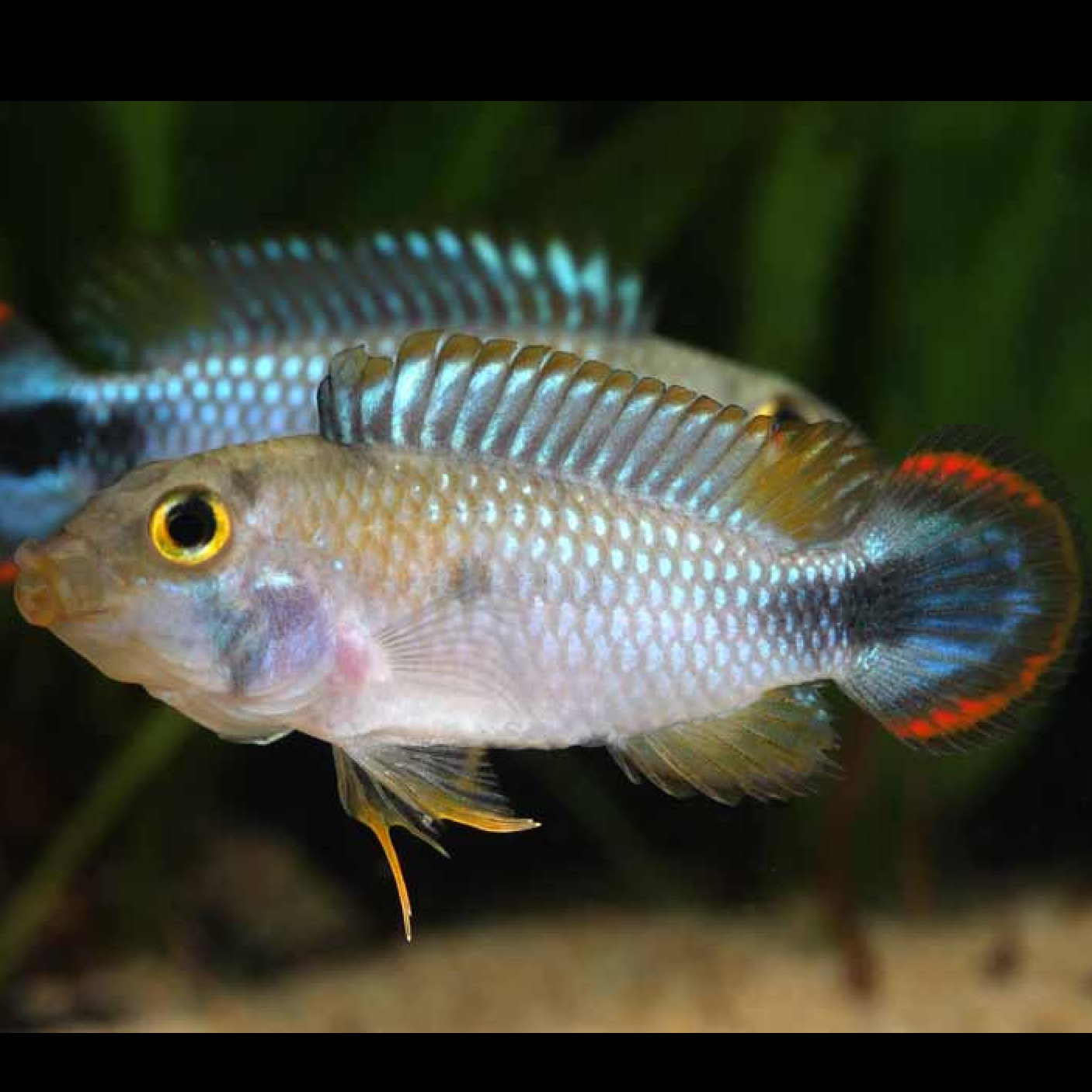 Ａｐ，パンドリニ（ＥＵブリード）（ペア）