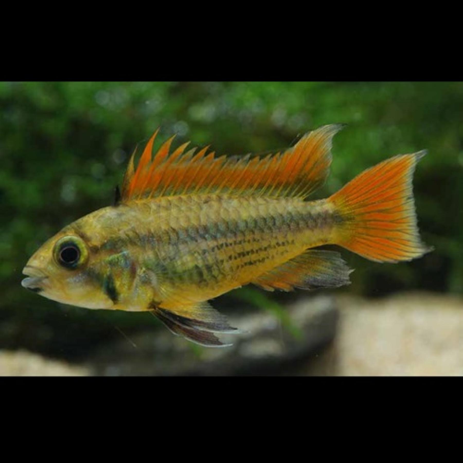 Ａｐ，カカトゥオイデス・メガオレンジ（ペア）