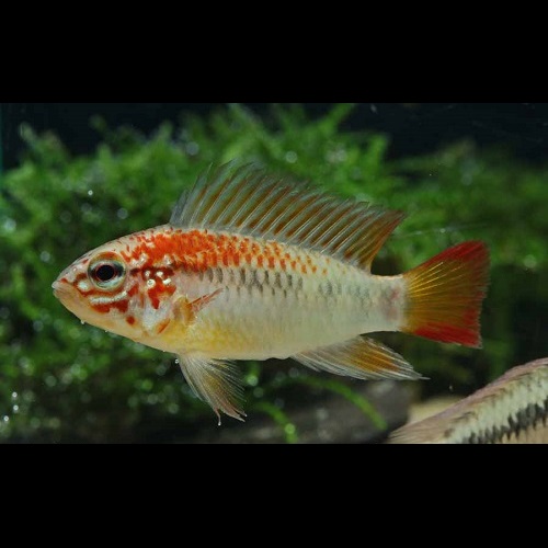 Ａｐマクマステリー・レッドショルダー（ＥＵブリード）（ペア）