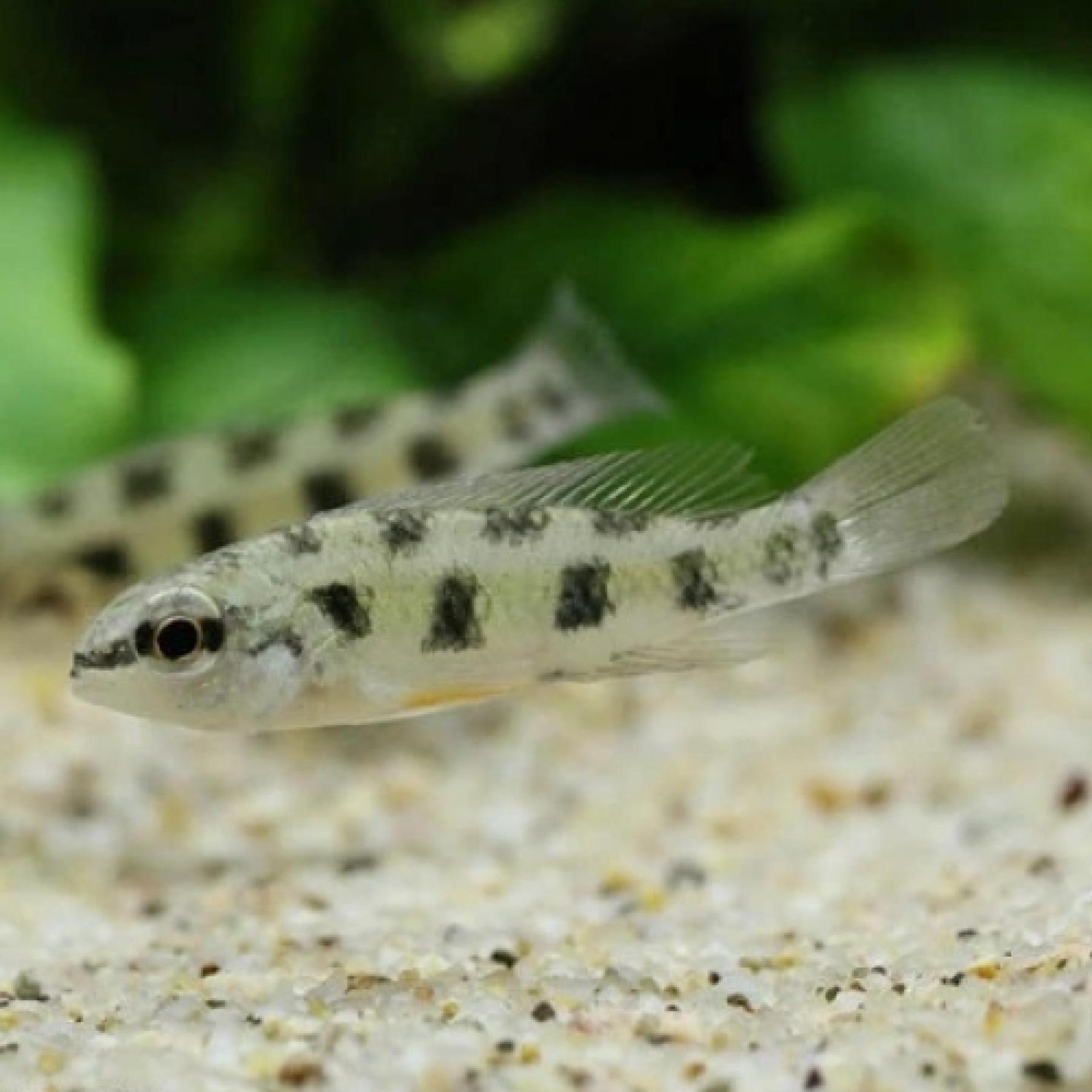 ディクロスス・マクラータス（リオマデイラ　マニコレ）