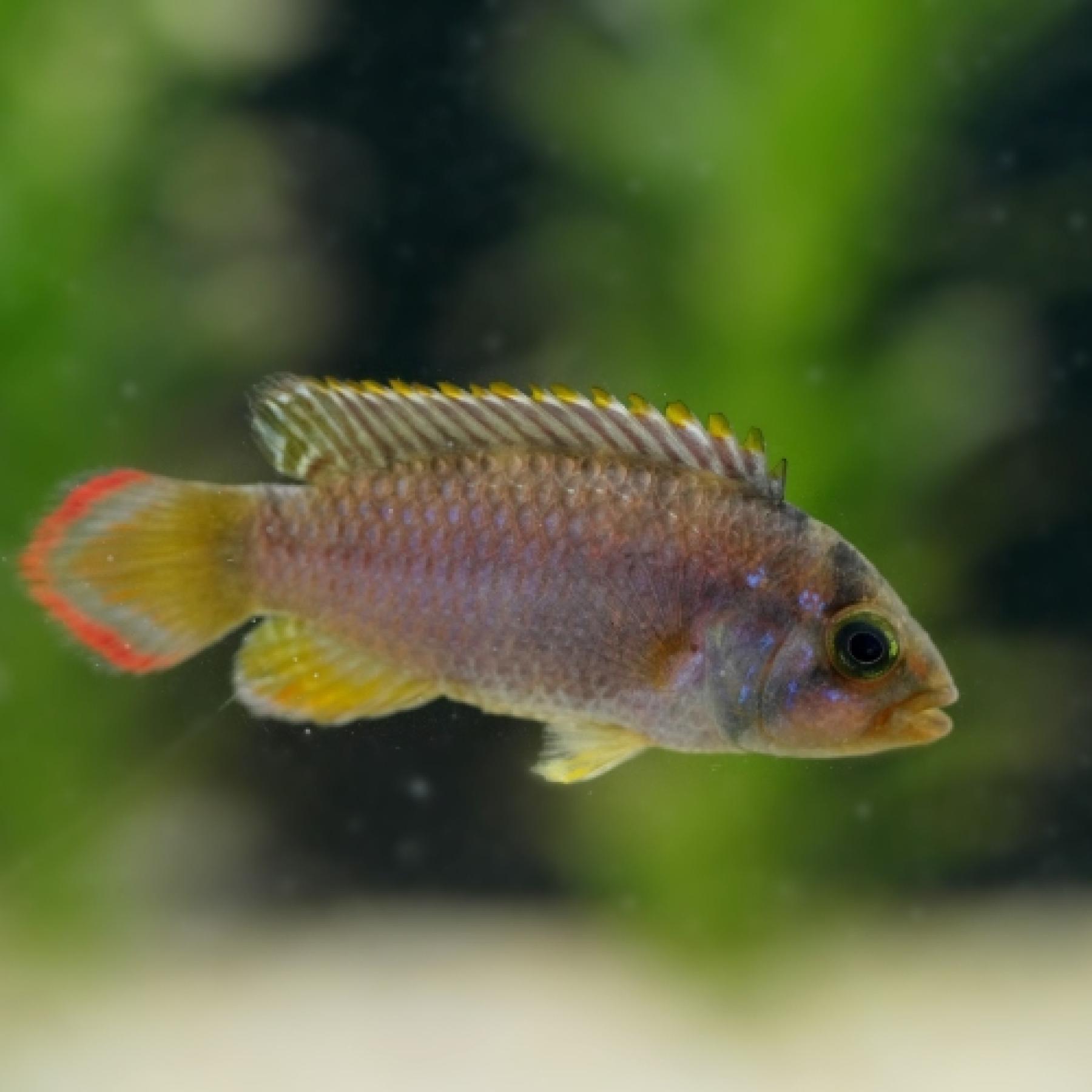 ＡＰナイスニー（Ｒｉｏ　Ｔｉｇｒｅ）（ＥＵブリード）（ペア）