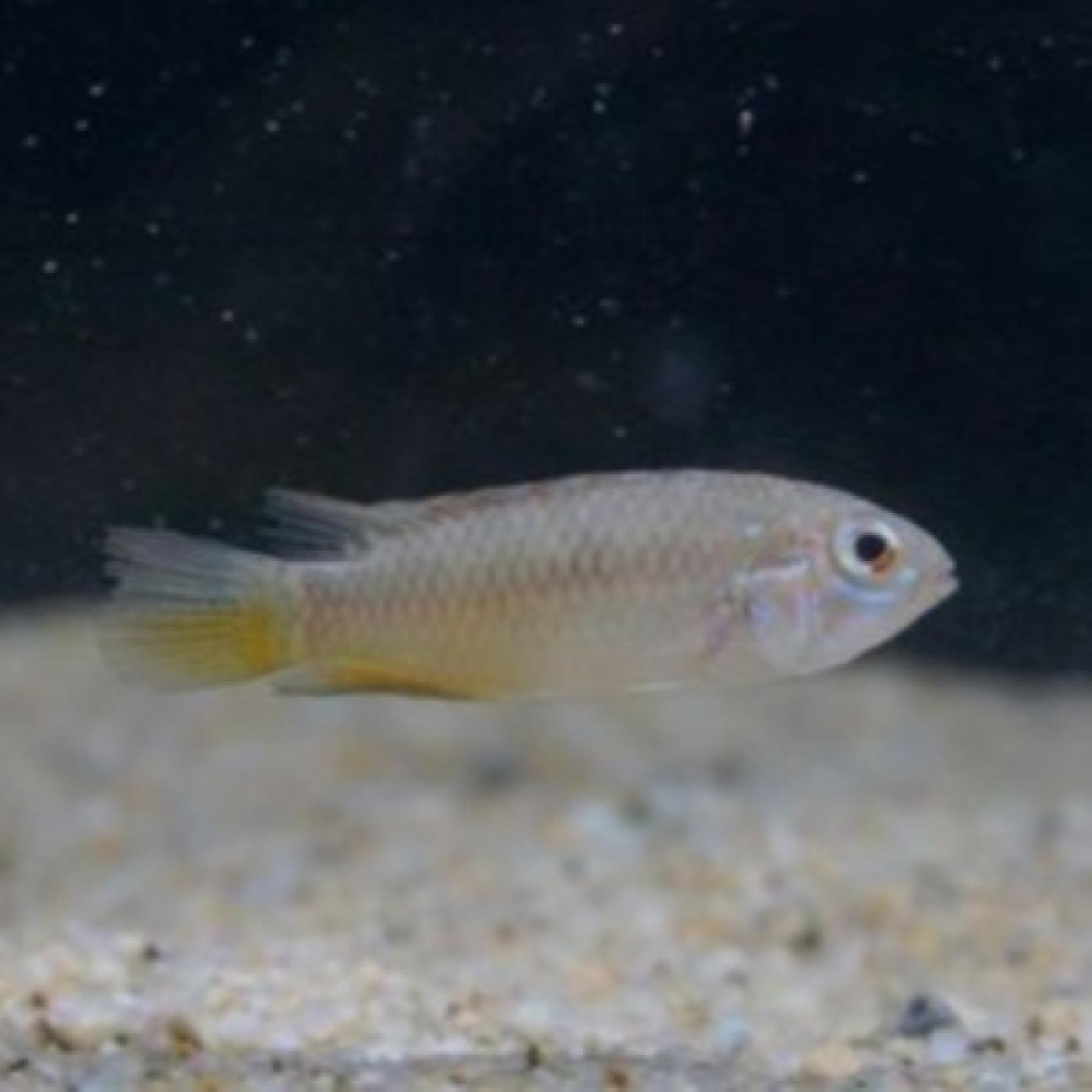 Ａｐ，ブライトビンデン（リオネグ（ペア）