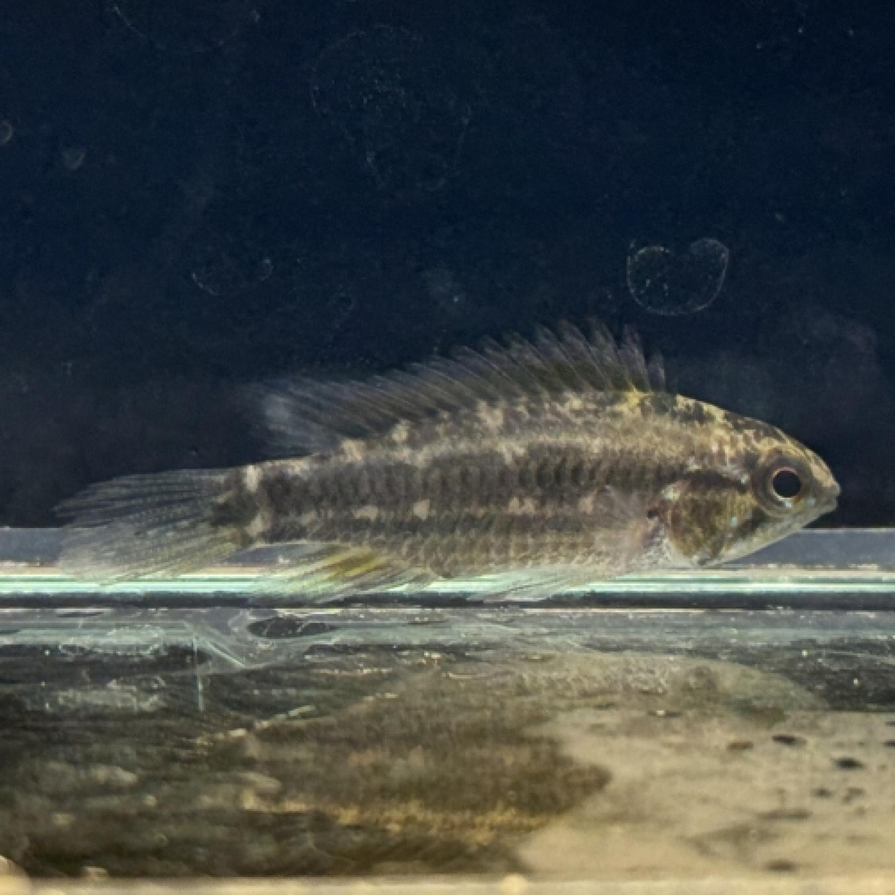 Ａｐ，ビタエニアータ（プトゥマヨ（ＥＵブリード）（ペア）