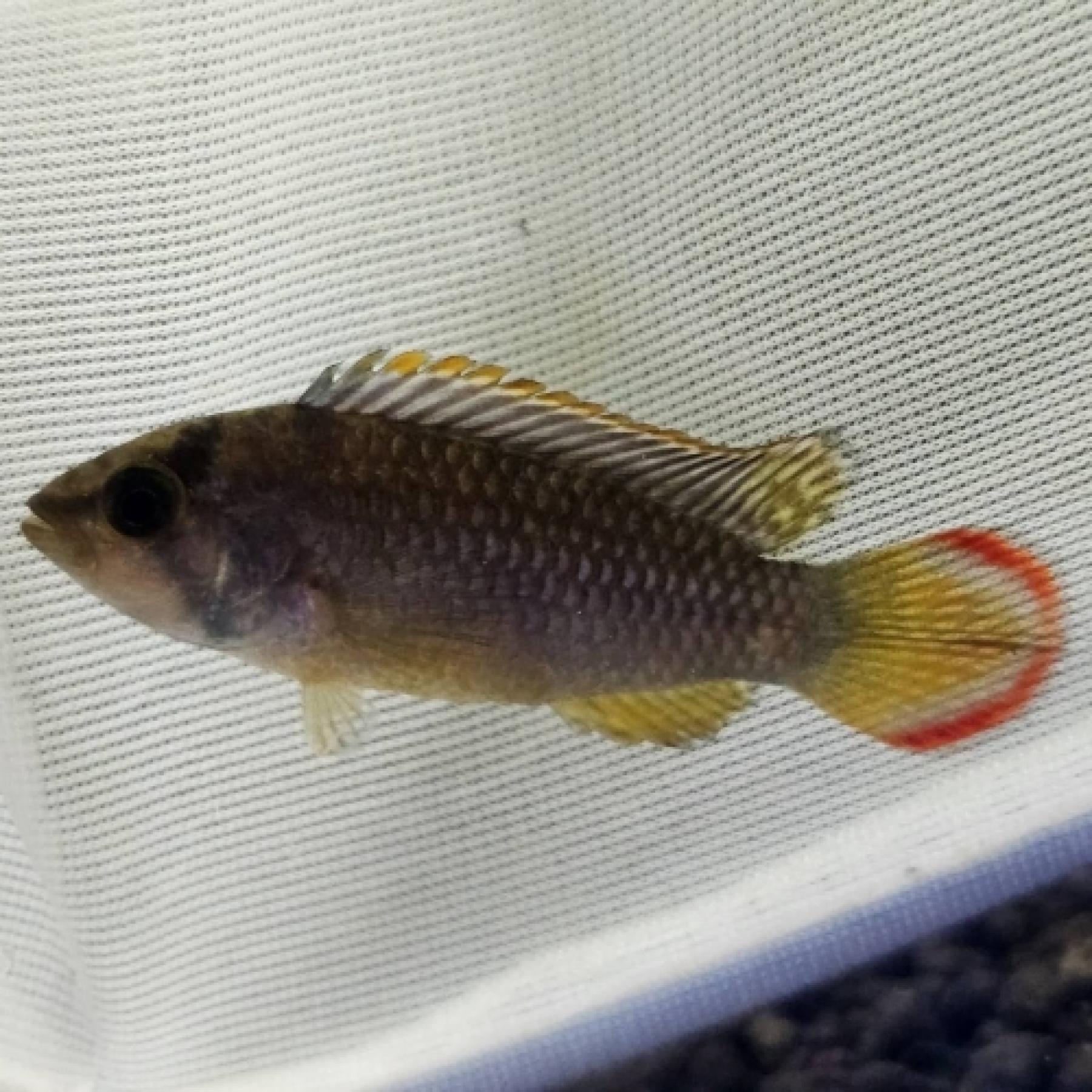 Ａｐ，ナイスニー(Rio Ucayali)(ＥＵブリード）（ペア）