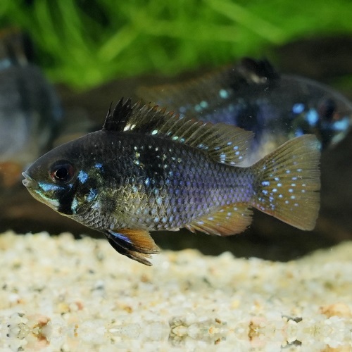 ブラックラミレジ（EUブリード）（ML)