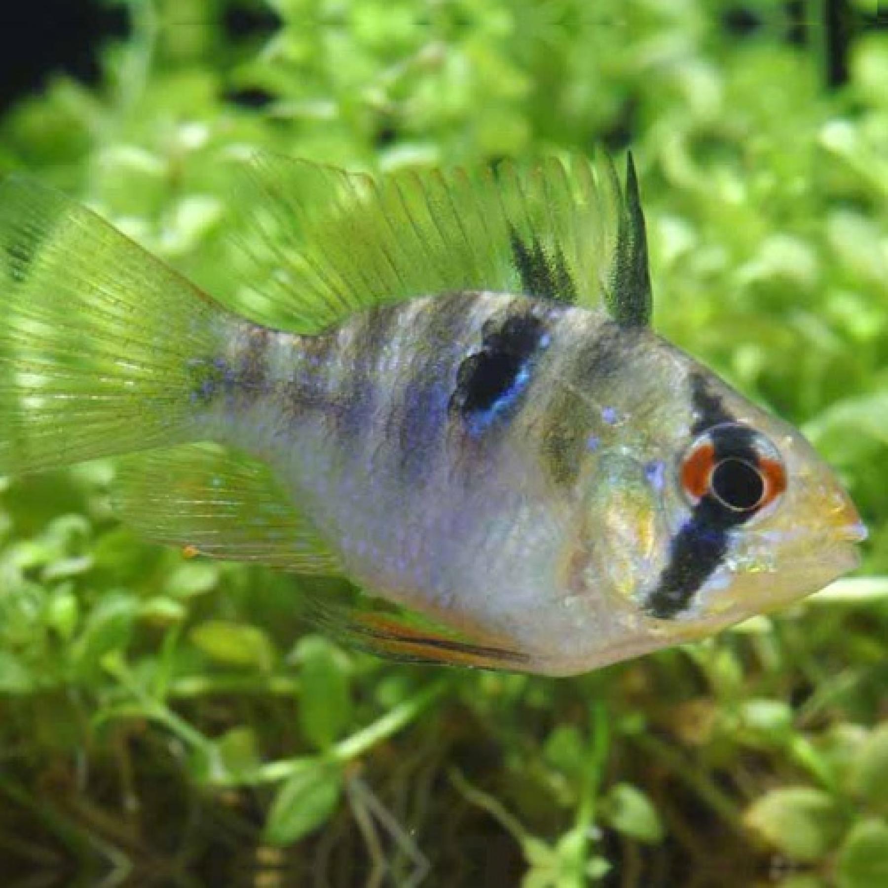 バルーンラミレジ（ブリード）