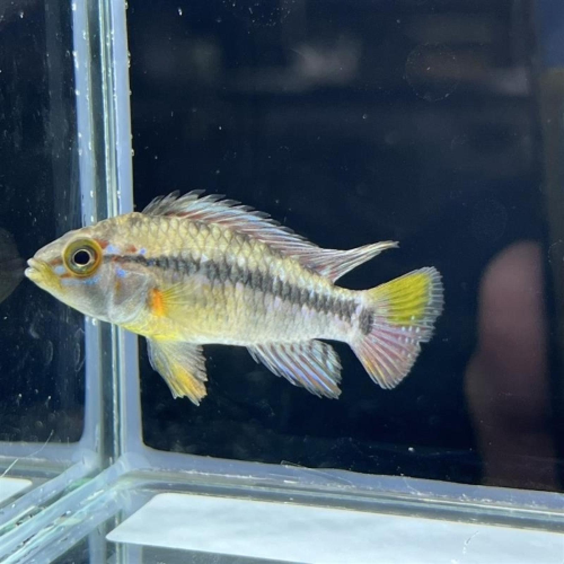 Ａｐモアエ（ＥＵブリード）（ペア）