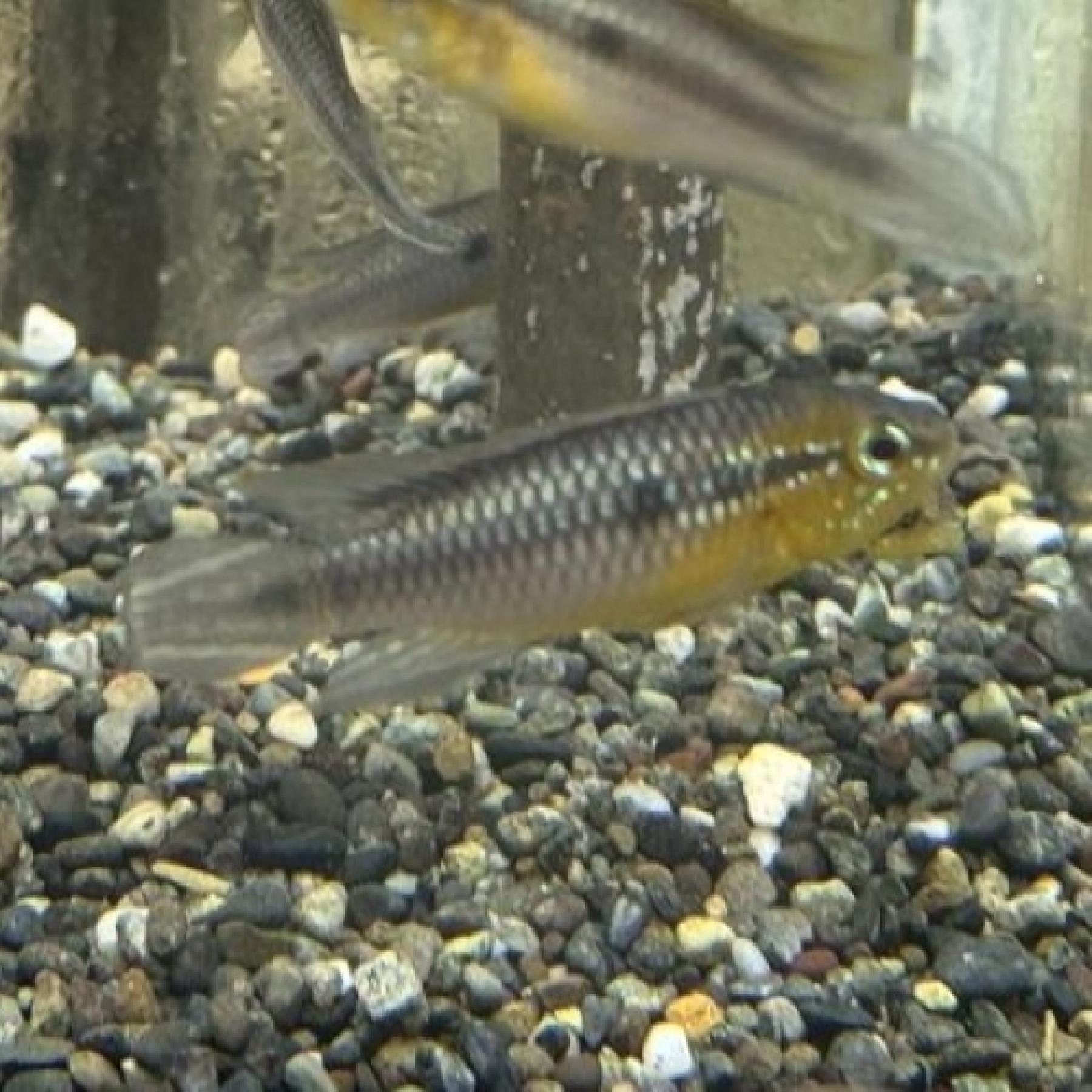 Ａｐ，アガシジ　フラメンコ（ペルー）