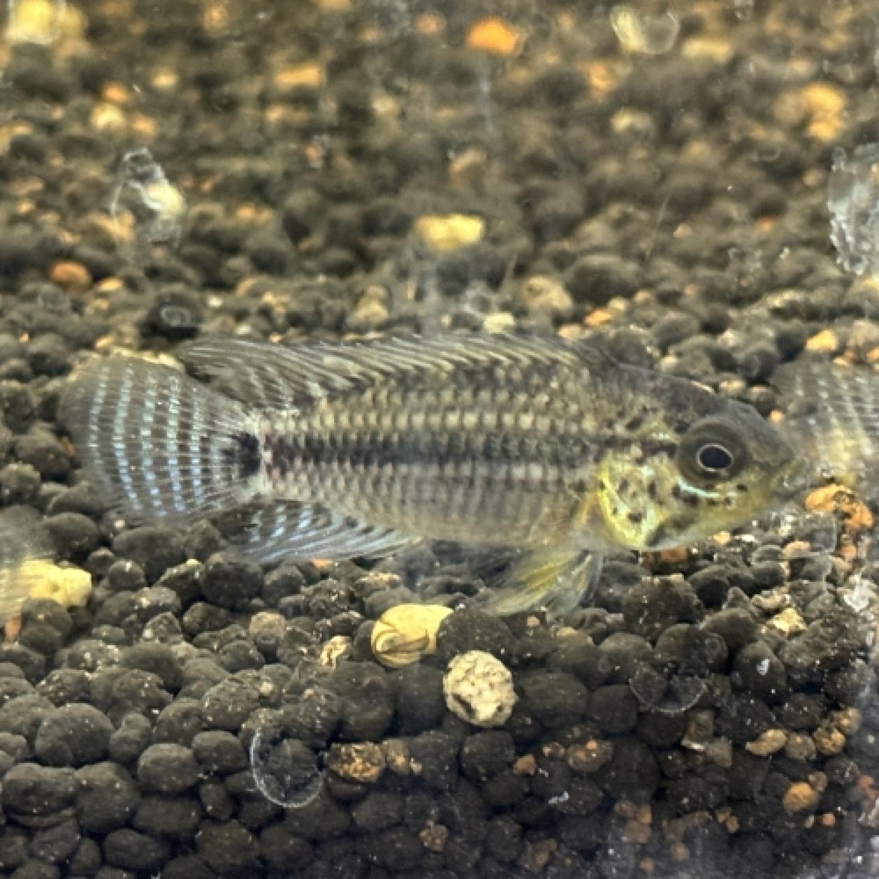 Ａｐ，フィールフレック（シングー）（ペア）