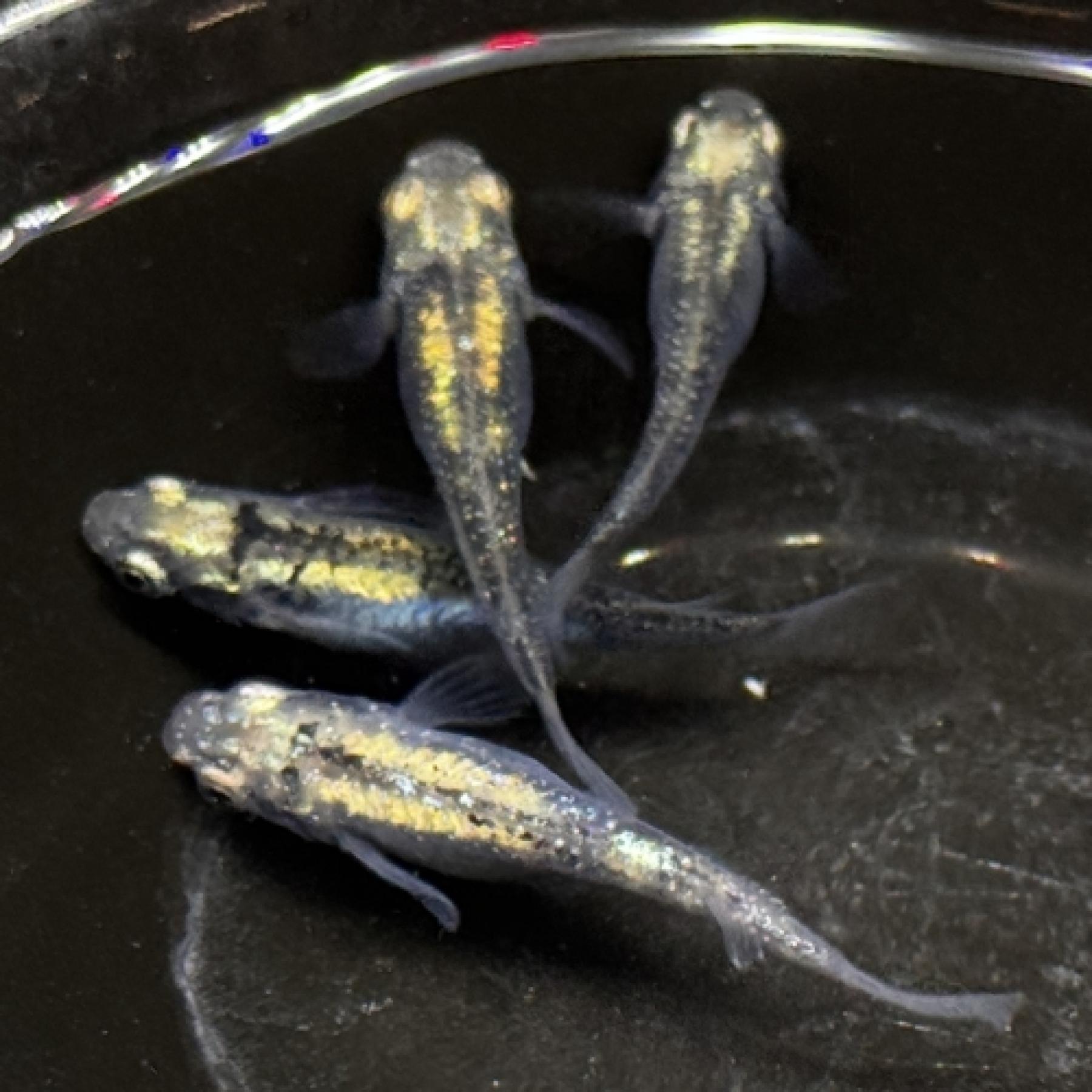 体内光・マーブル