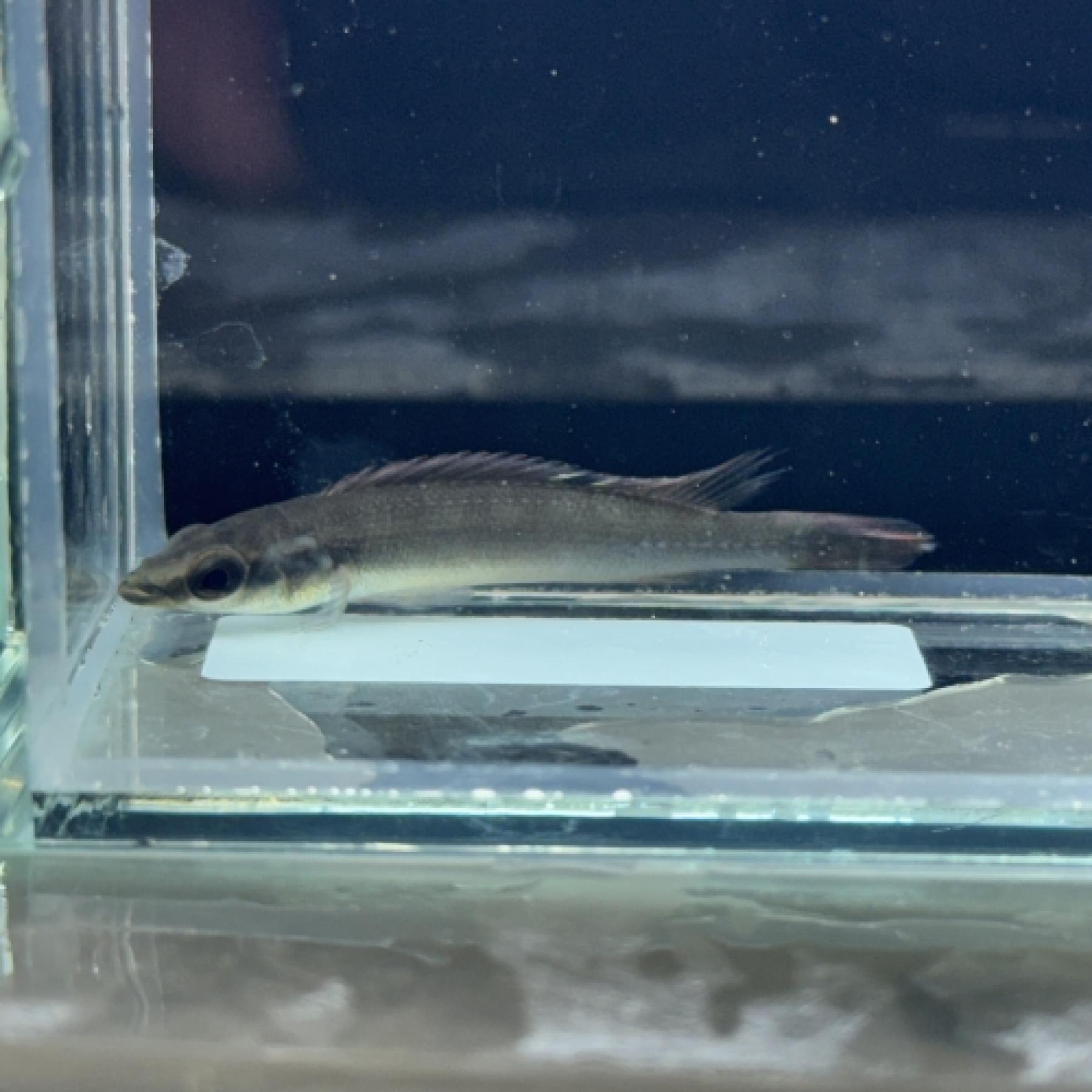 クレニキクラ・レガニ（トカンチンス）※雌雄指定なし