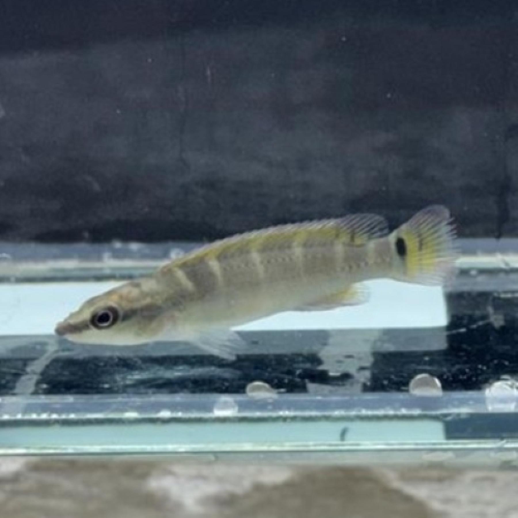 クレニキクラ・コンプレシケプス（トカンチンス）雌雄指定なし