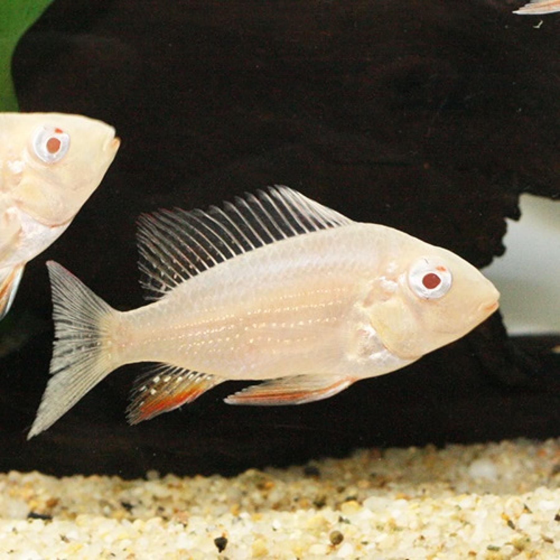 アルビノアカリクチス・ヘッケリー（ＳＭ）