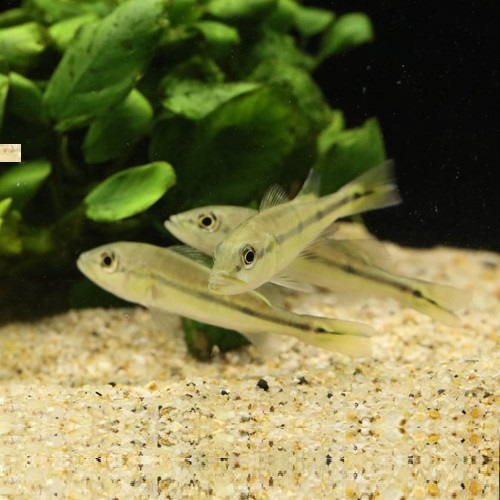 キクラ・ピニマ（ブリード）