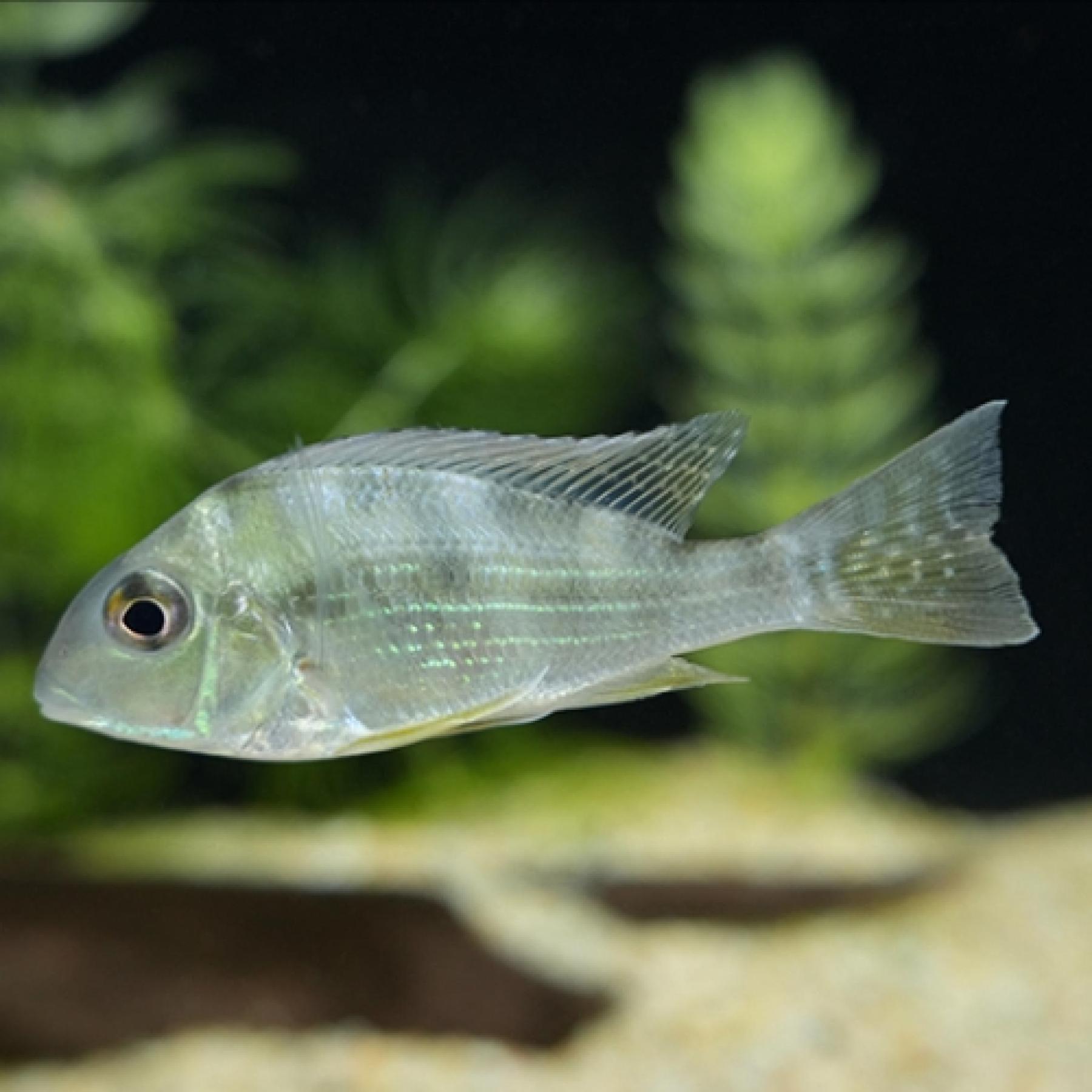 ゲオファーガス・アルティフロンス（プルス）