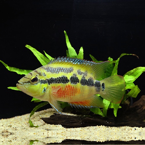 サルビニーシクリッド（ML)