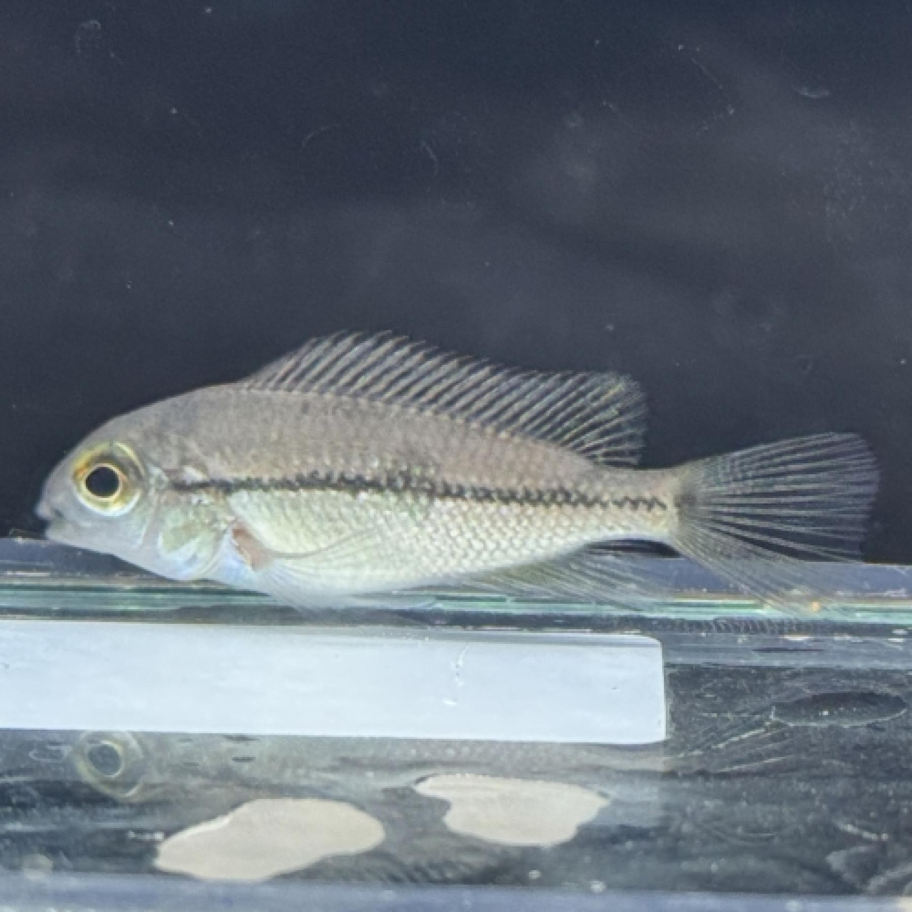 テラプス・ニカラグエンセ（ＥＵブリード）（ＳＭ）