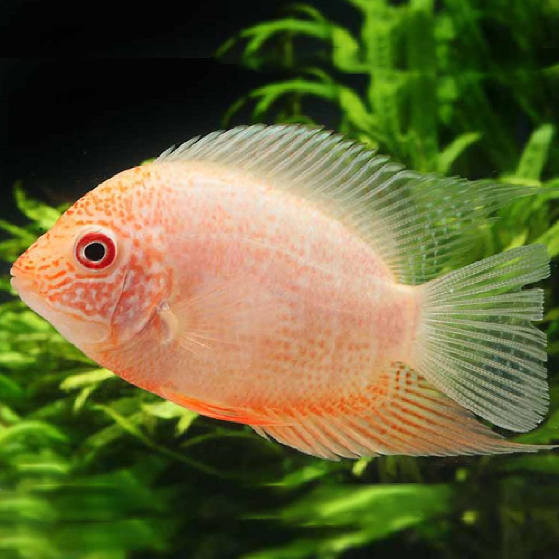 レッドスポットゴールデンセベラム（ＥＵブリード）