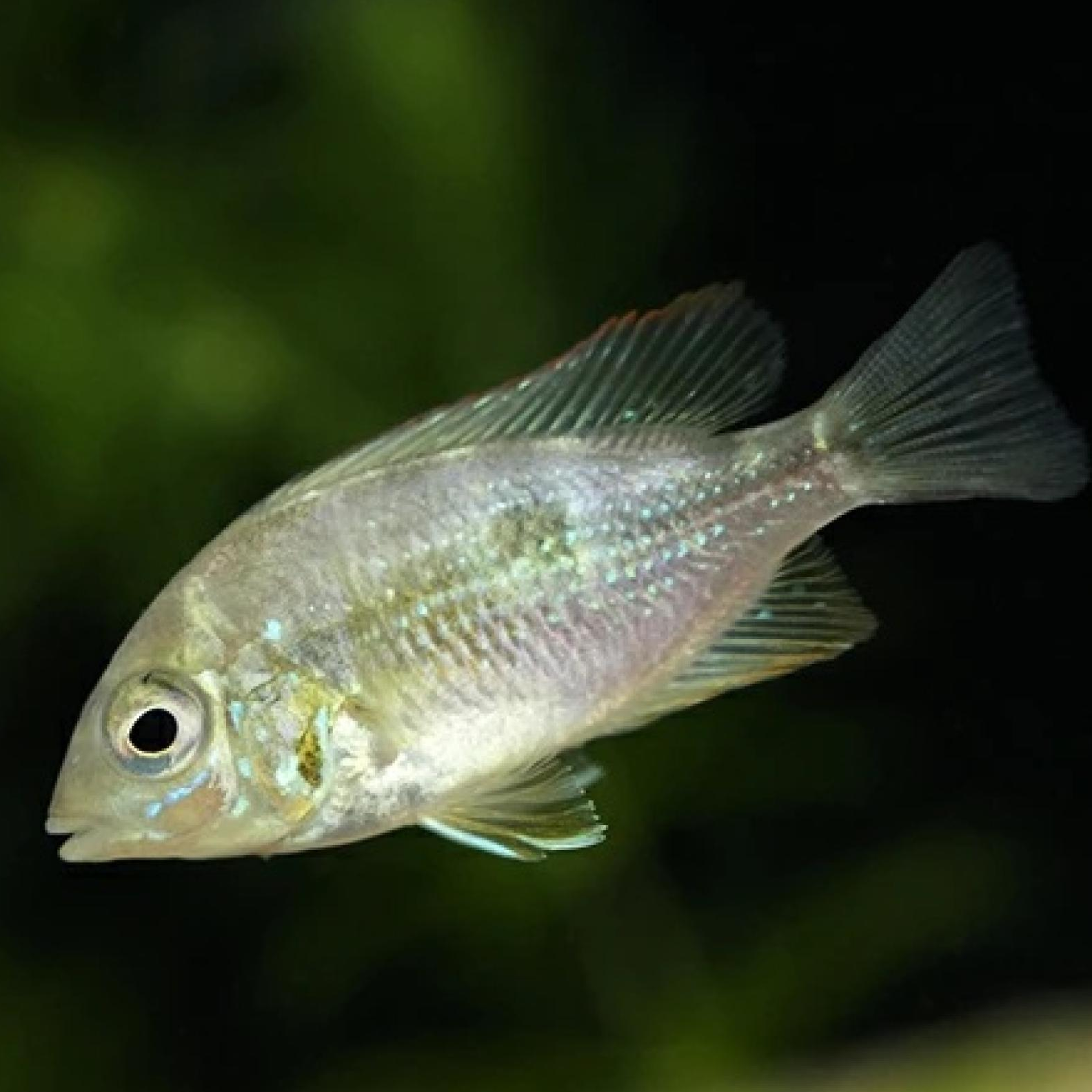 トリクティス・エリオッティ（ブリード）（Ｍ）