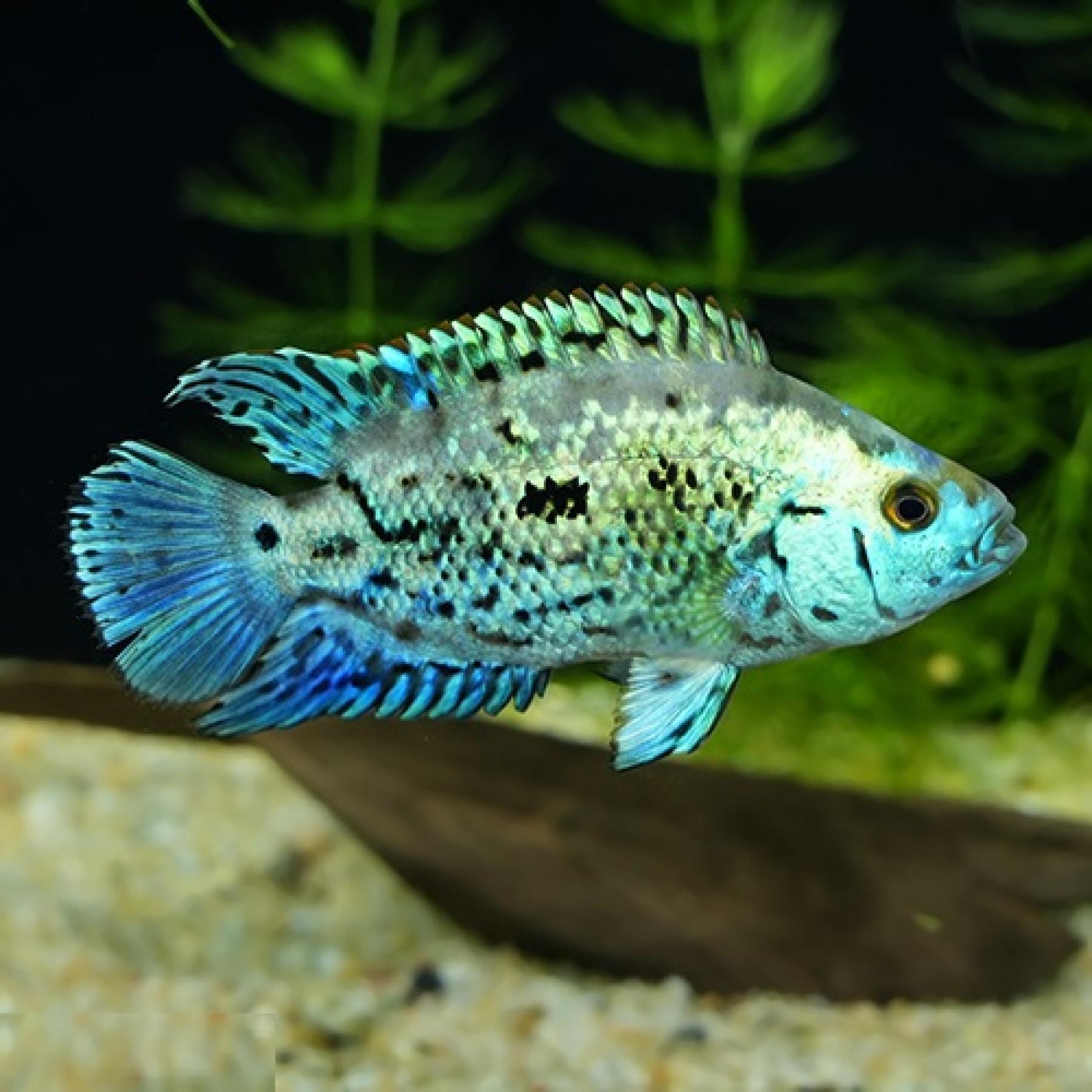 コバルトブルーデンプシー（Ｍ）