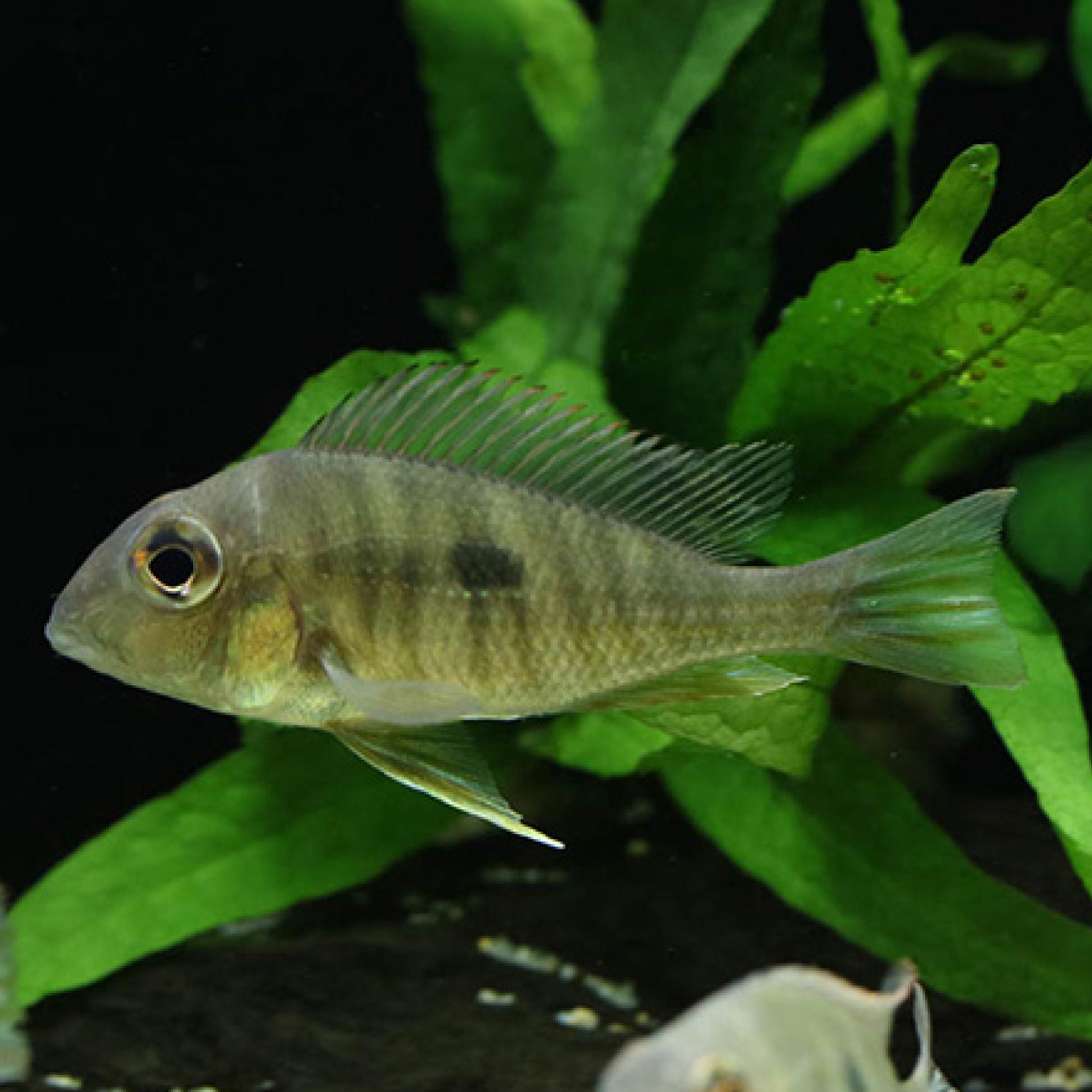 ゲオファーガスｓｐレッドヘッドタパジョス（ブリード）（ＳＭ）