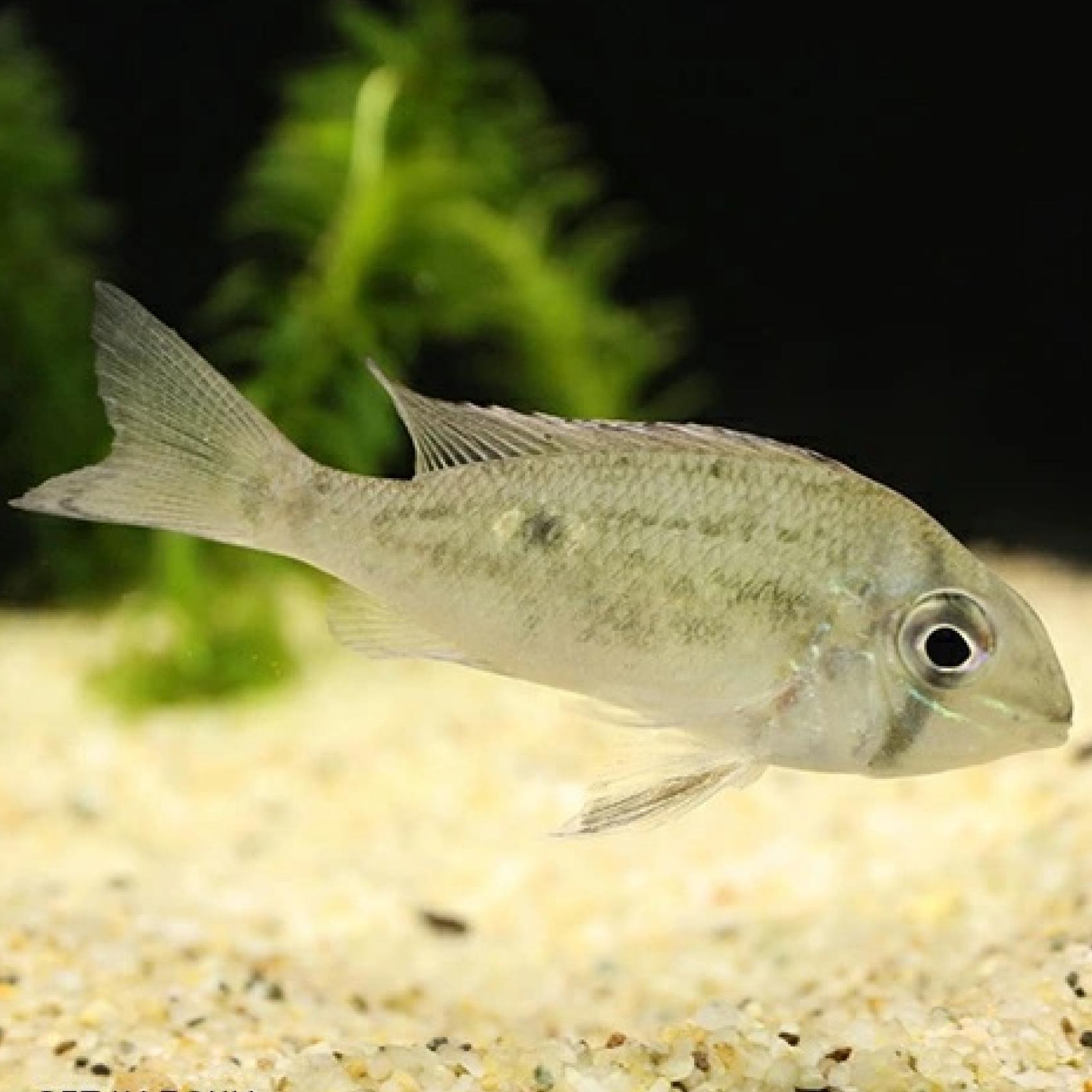 ビオトドマ・ワヴリニー（リオネグロ）