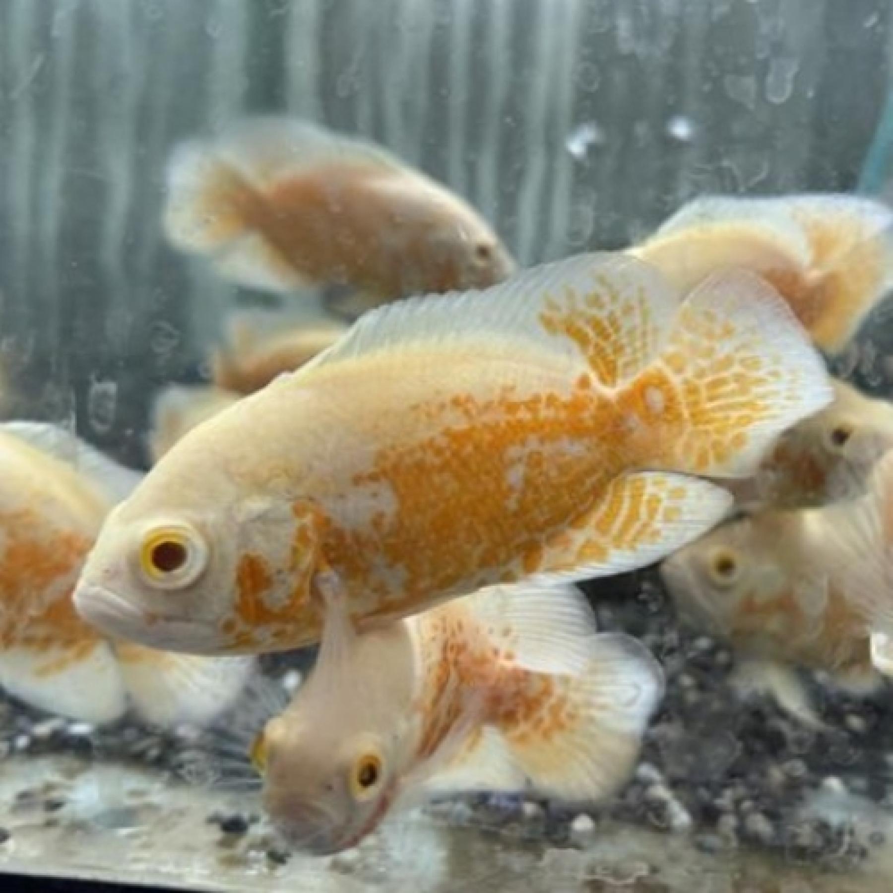 アルビノルビーレッドオスカー