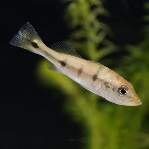 キクラ・オセラリス　ブロコポンド（ブリード）