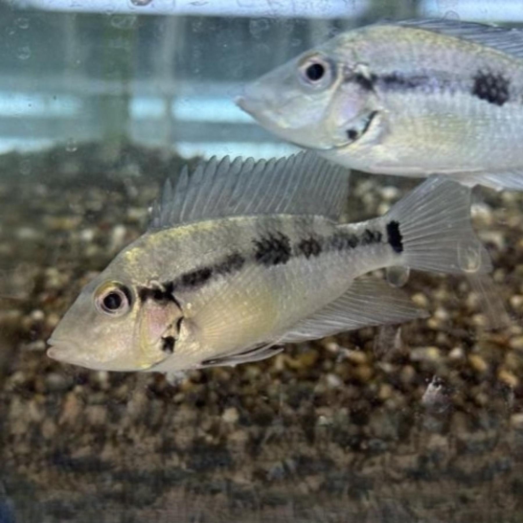 トリクティス・パシオニス（Ｍ）