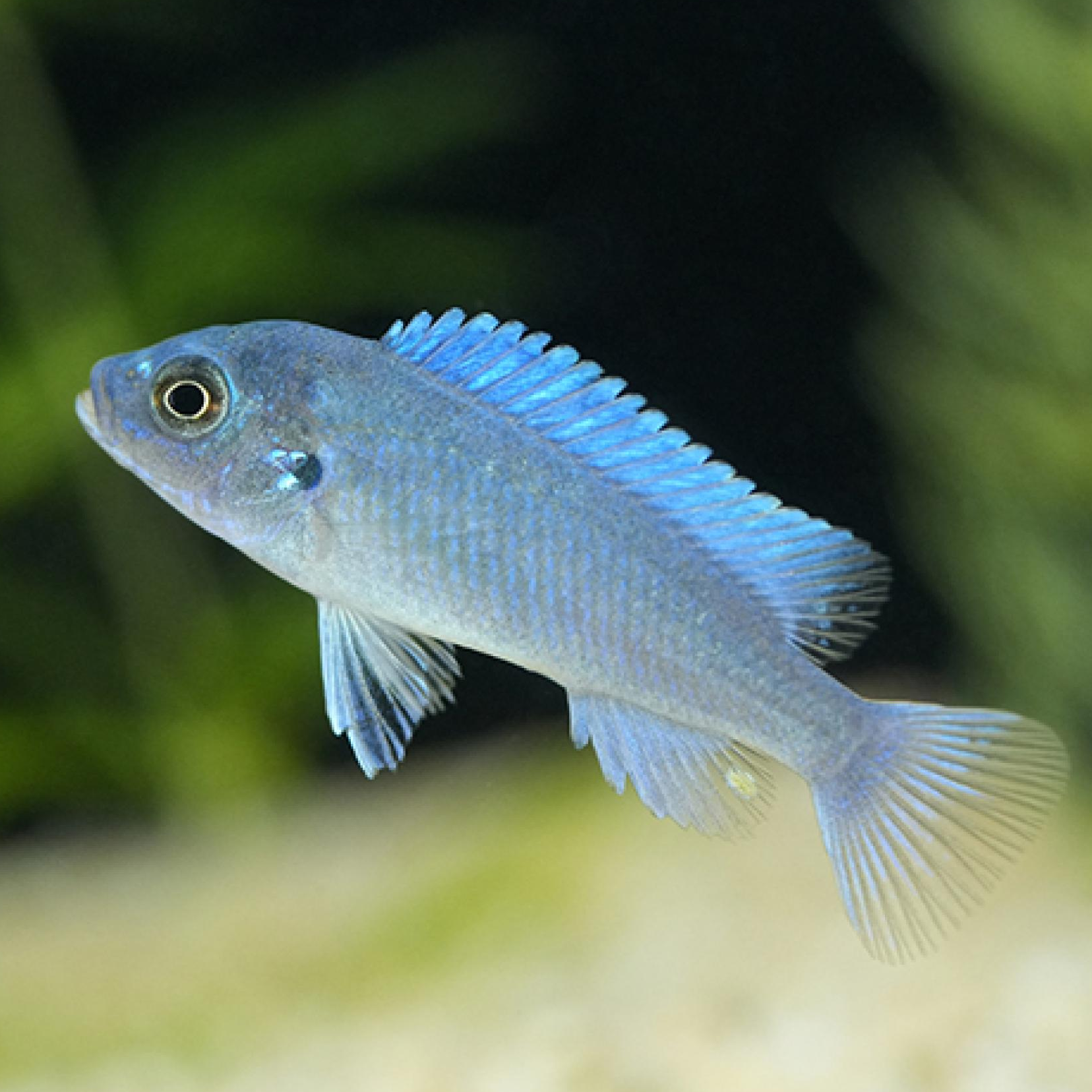 おさかなオンライン