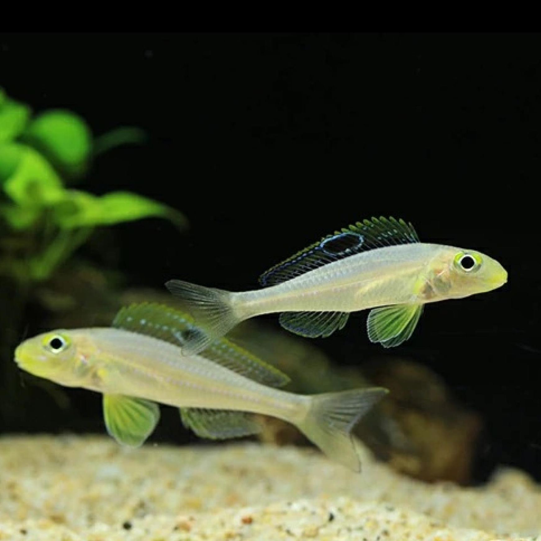 クセノティラピア・パピリオ・サンフラワー（ブリード）