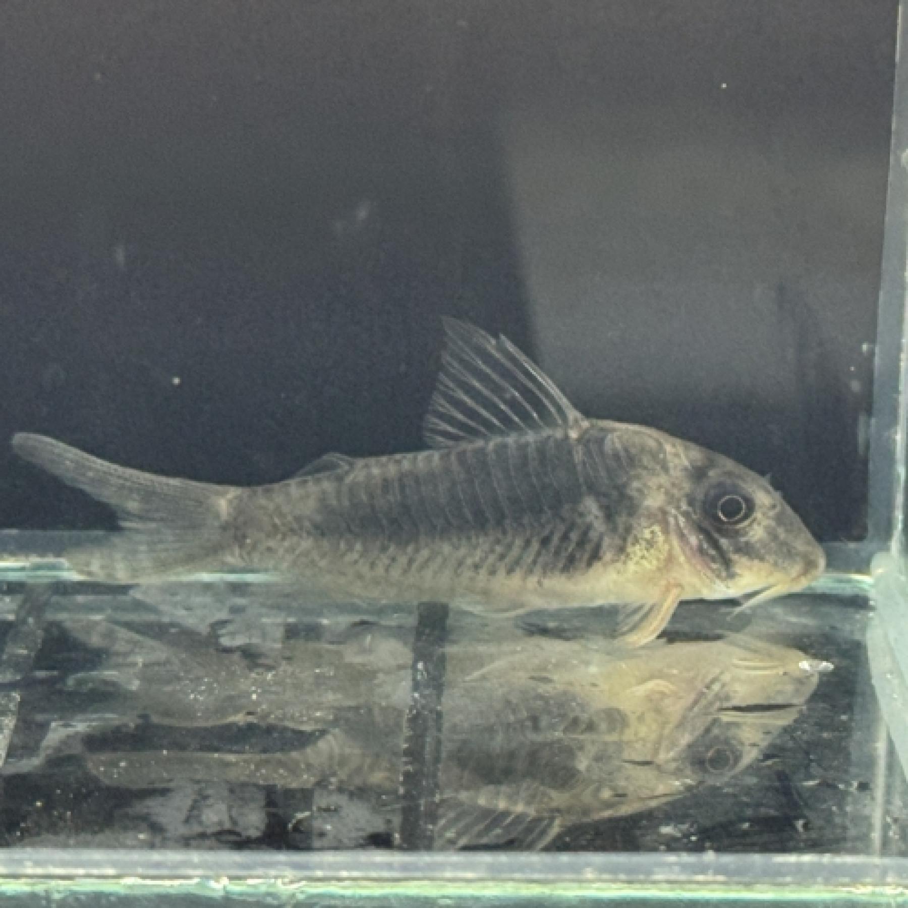 Ｃｏ.オキシリンクス（ブリード）