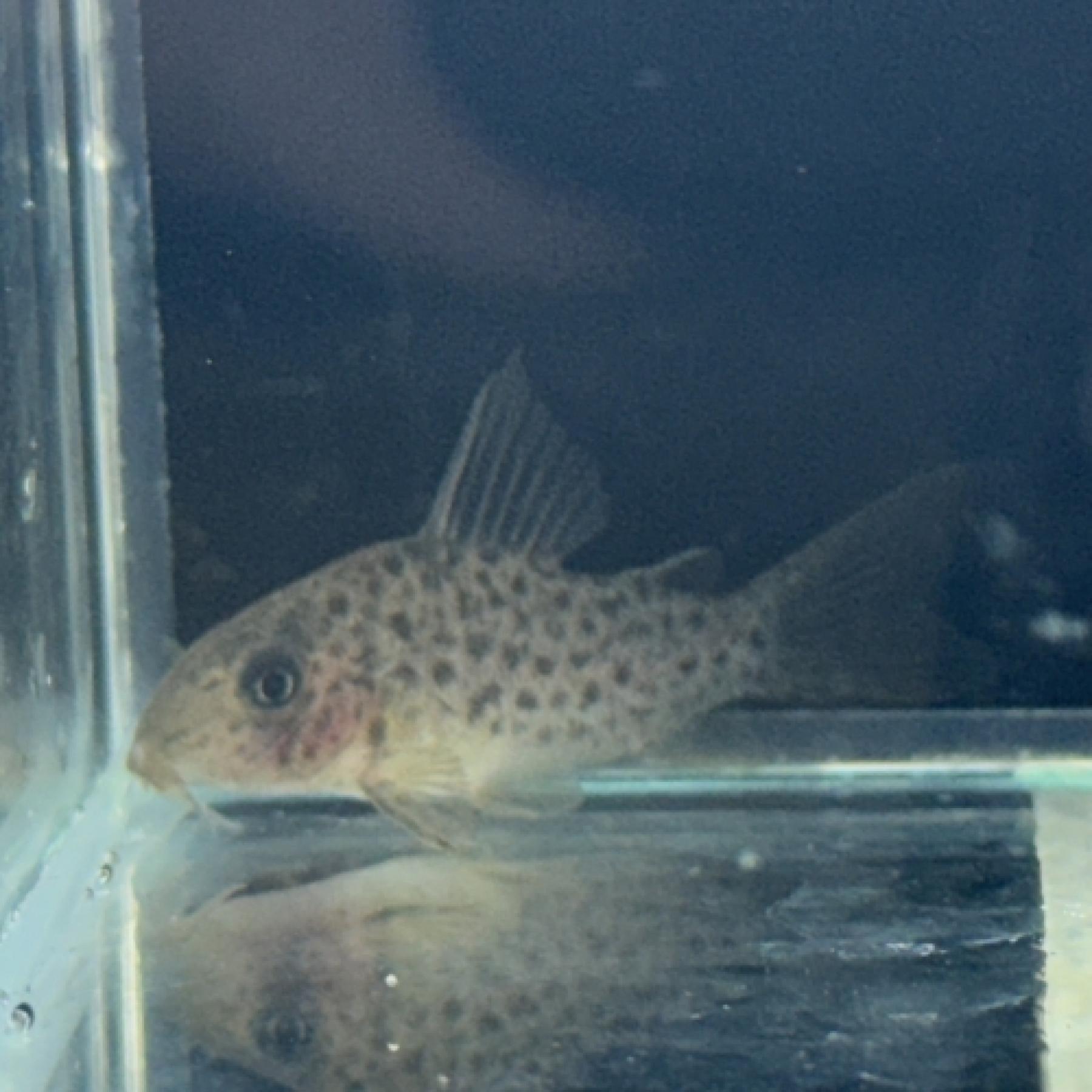 Ｃｏ，レナ（ブリード）（ＣＷ162）