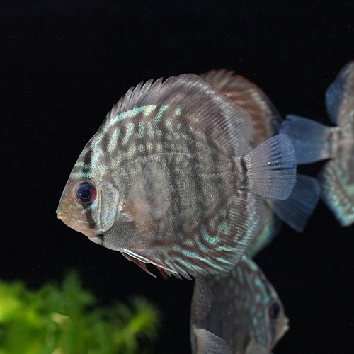 スーパーレッドターコイズディスカス（Ｍ）