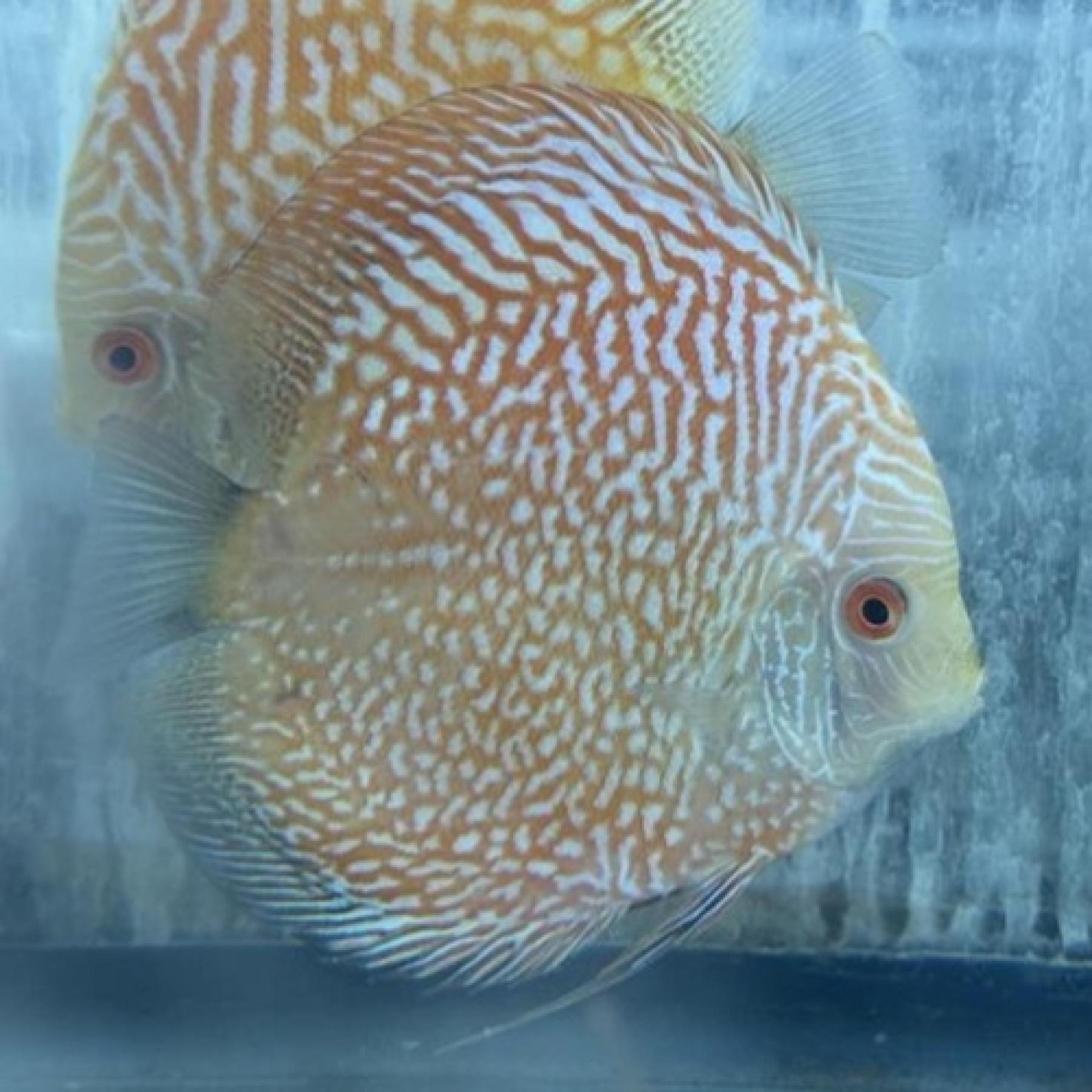 ピジョンスネークスキンディスカス（Ｌ）