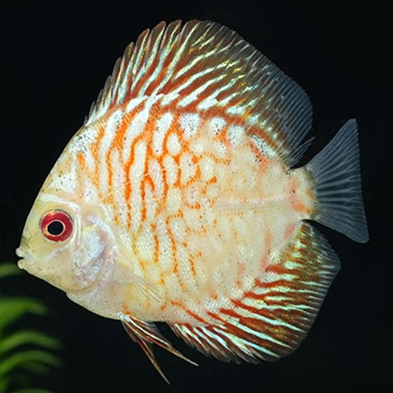 ピジョンレッドストーンディスカス（Ｌ）