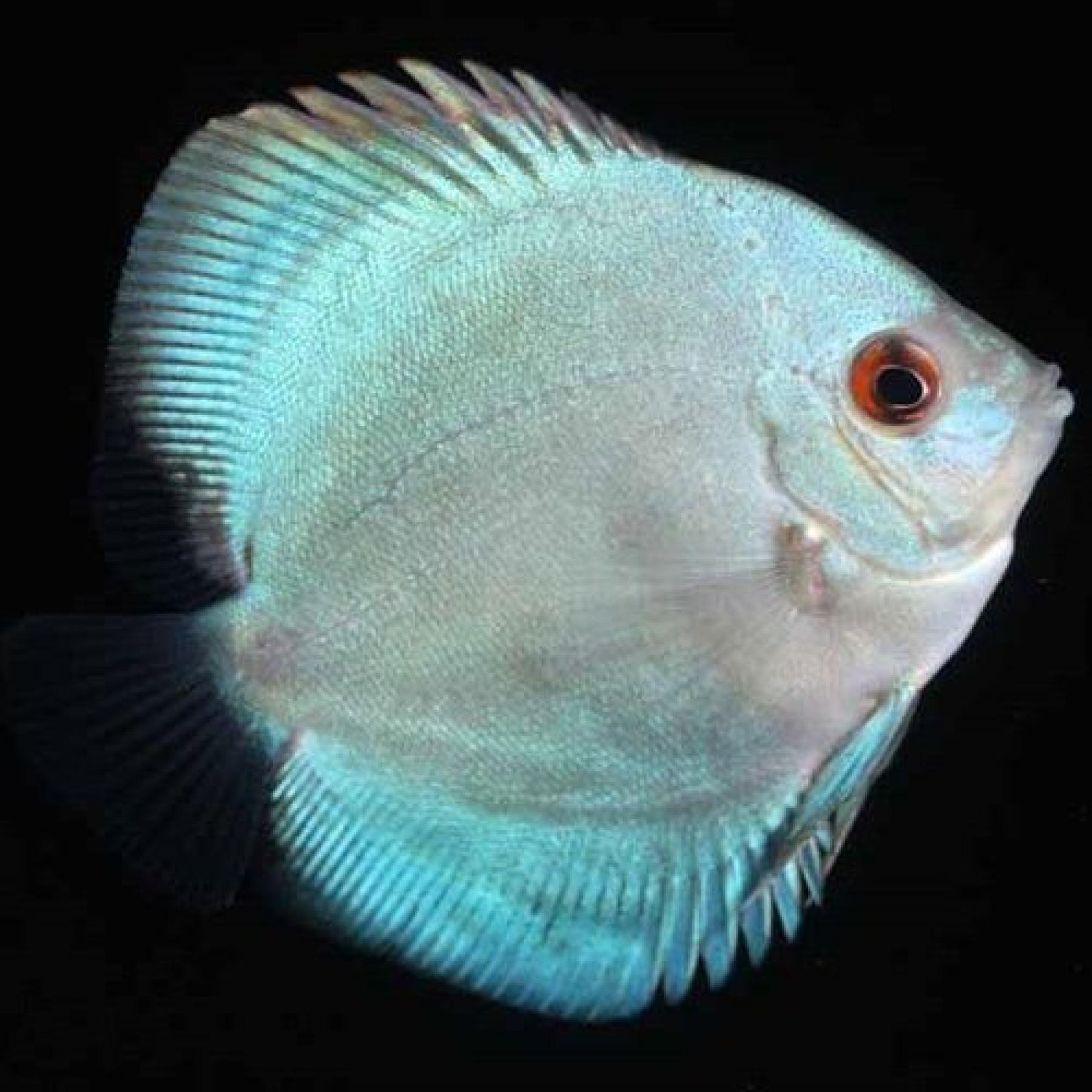 ブルーダイヤモンドディスカス（Ｌ）