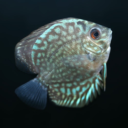 ブルーロイヤルディスカス（Ｍ）