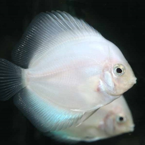 ホワイトダイヤモンドディスカス（Ｍ）